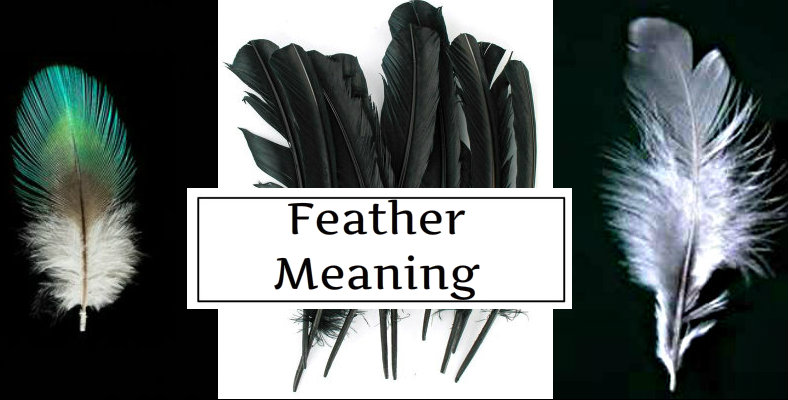 Do You See Feathers? Different Colours Carry Different Messages ...