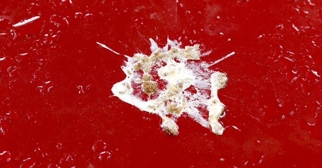 People Are Rightfully Angry About These Anti-Bird Spikes On Trees - Featured image