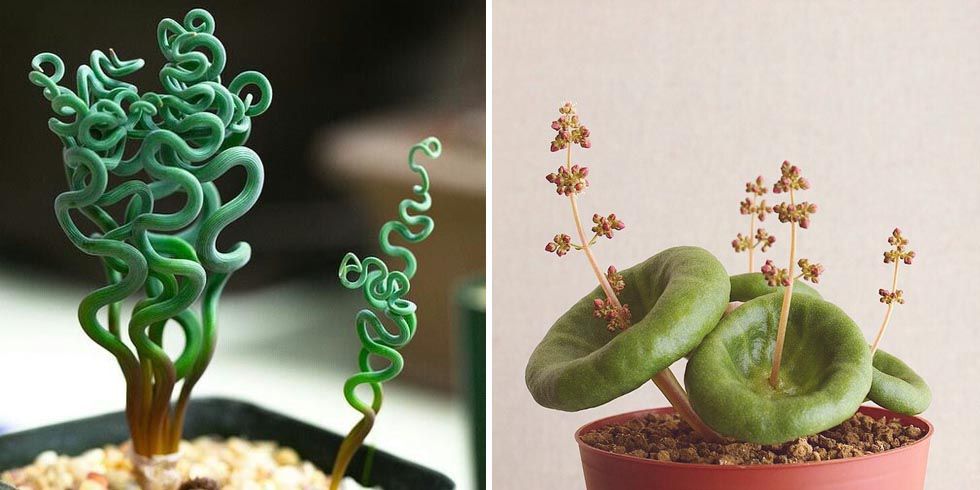 The 10 Most Amazing And Beautiful Houseplants You Never 