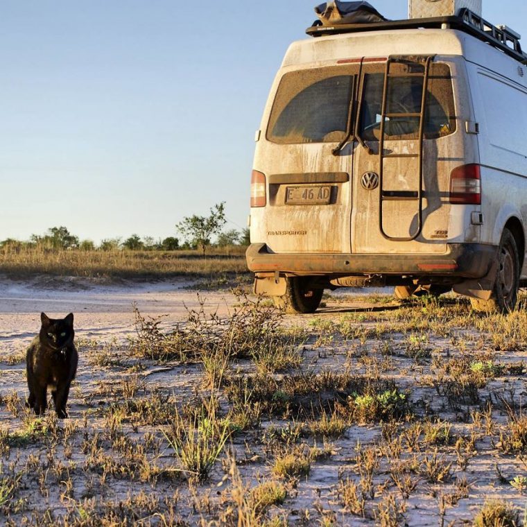 cat standing behind a van