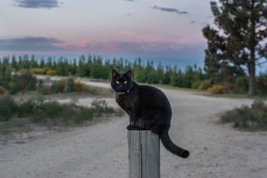 cat sitting on a post