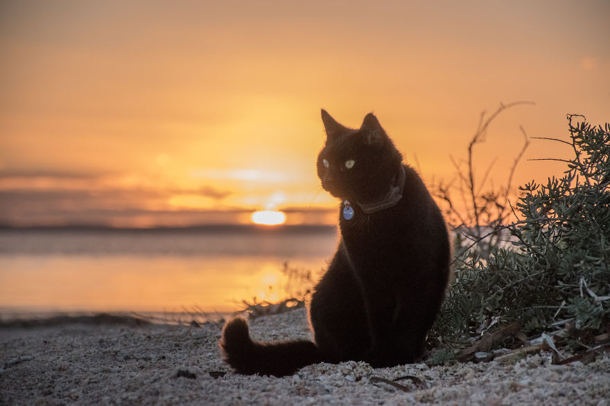 cat on the beach at sunset