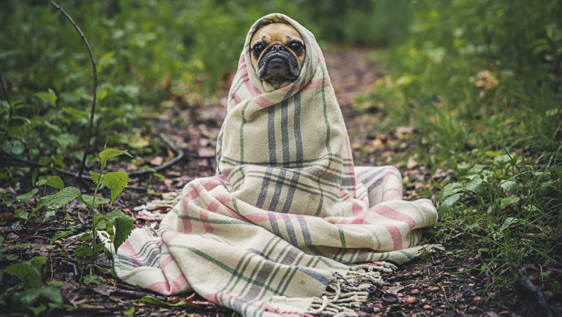 New Study Shows That People Love Dogs More Than They Love Other People