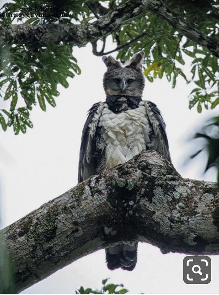 harpy eagle