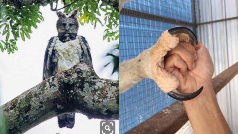 The Harpy Eagle Is A Reminder That Mythological Creatures Do Exist - Featured image