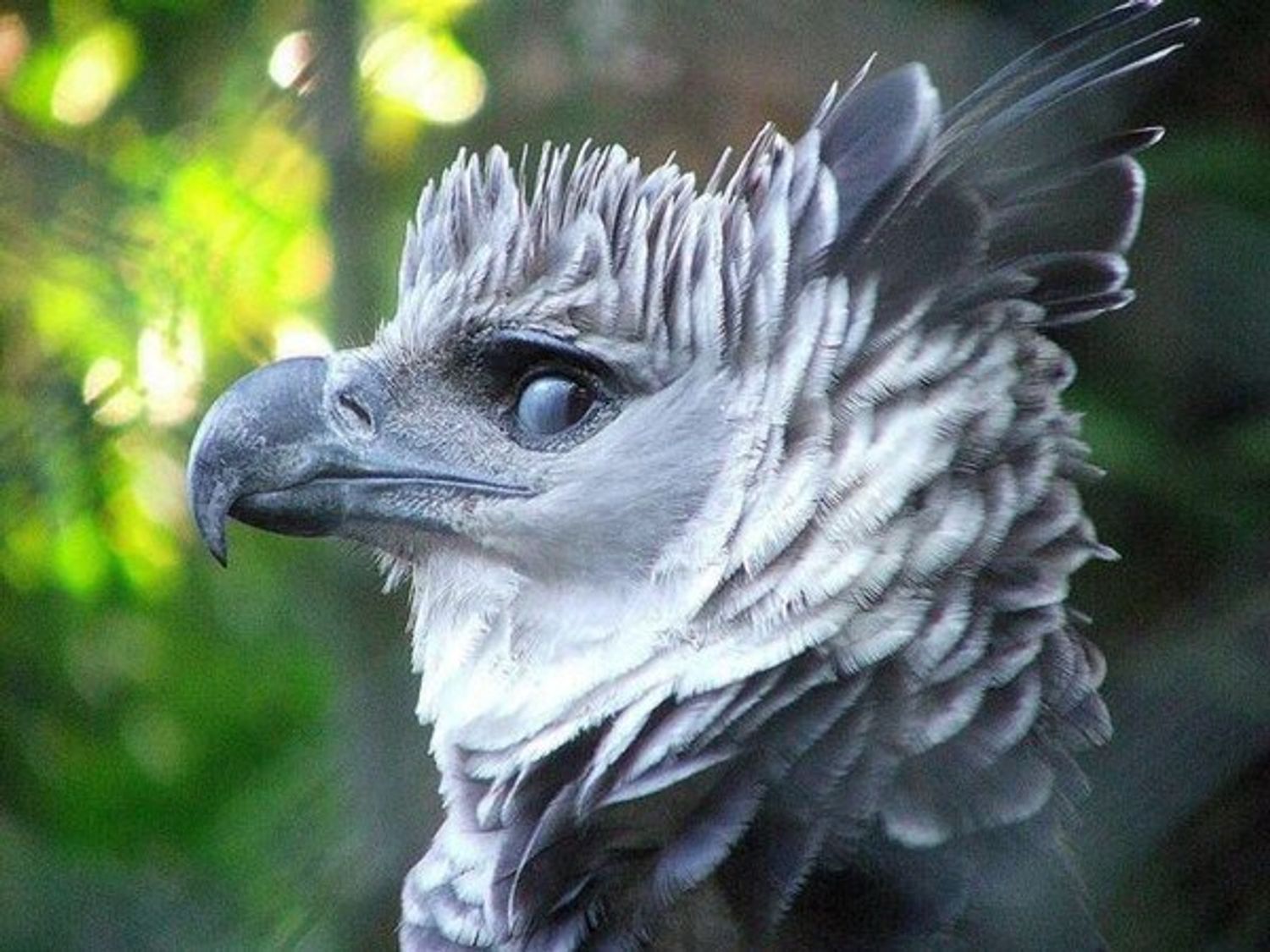 Jewel of the : the mythical Harpy Eagle (Harpia Harpyja) - Crees Manu