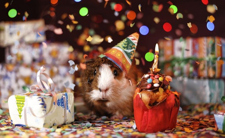 guinea pig birthday party