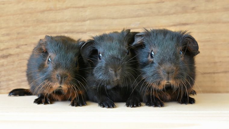black and brown guinea pigs