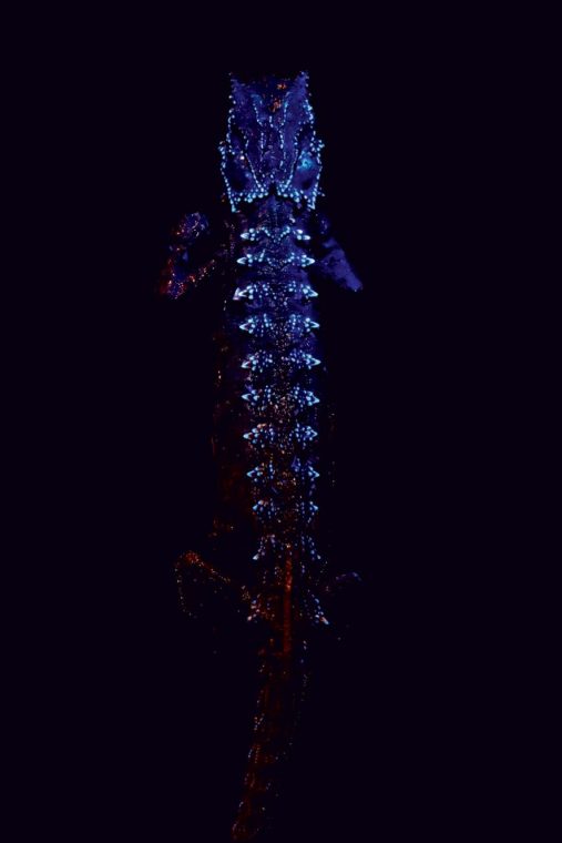  Chameleon  Bones Glow  in the Dark  Even Through Skin 