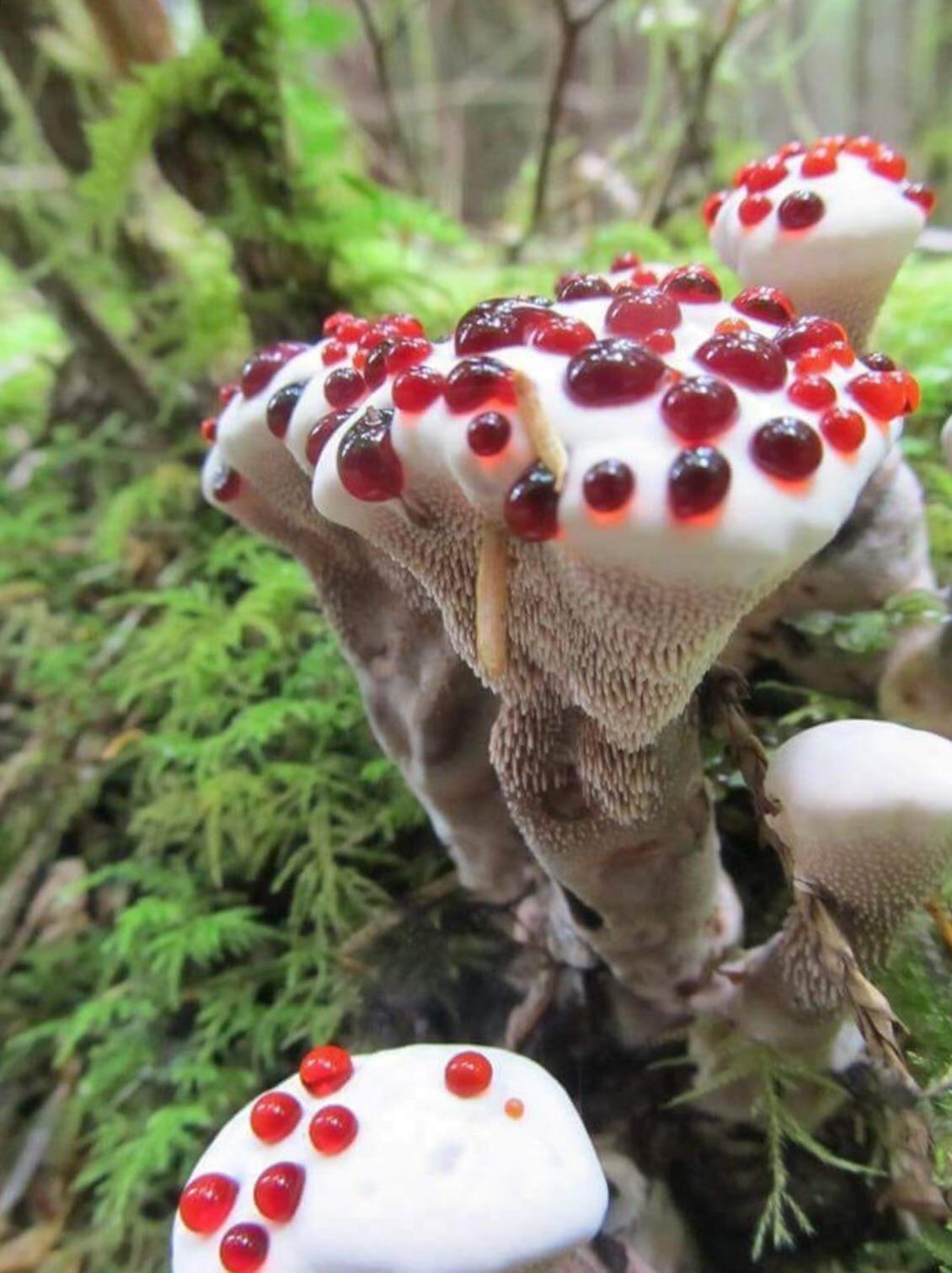 All About The Mysterious And Creepy 'Bleeding Tooth' Fungus – Mystical