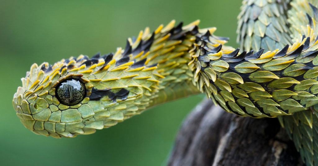 The Bush Viper Looks Like An Ancient Dragon - Featured image