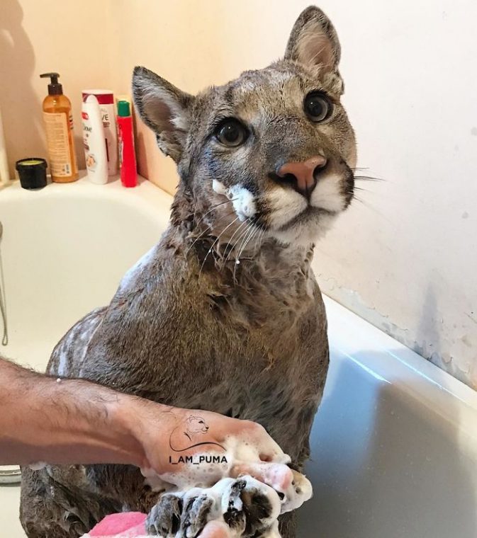 Rescued Puma From Zoo Is Now A Spoiled 