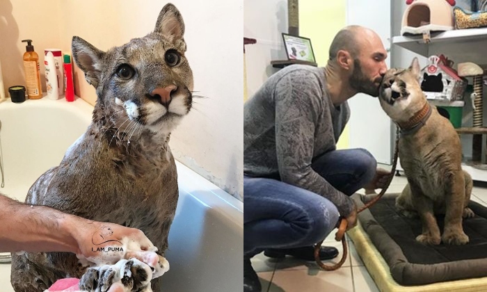 Rescued Puma From Zoo Is Now A Spoiled 