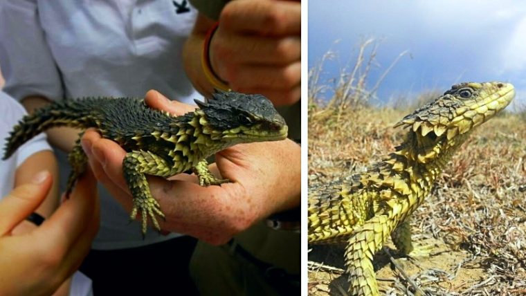 It Turns Out, Dragons Are Real And They Live In South Africa - Featured image