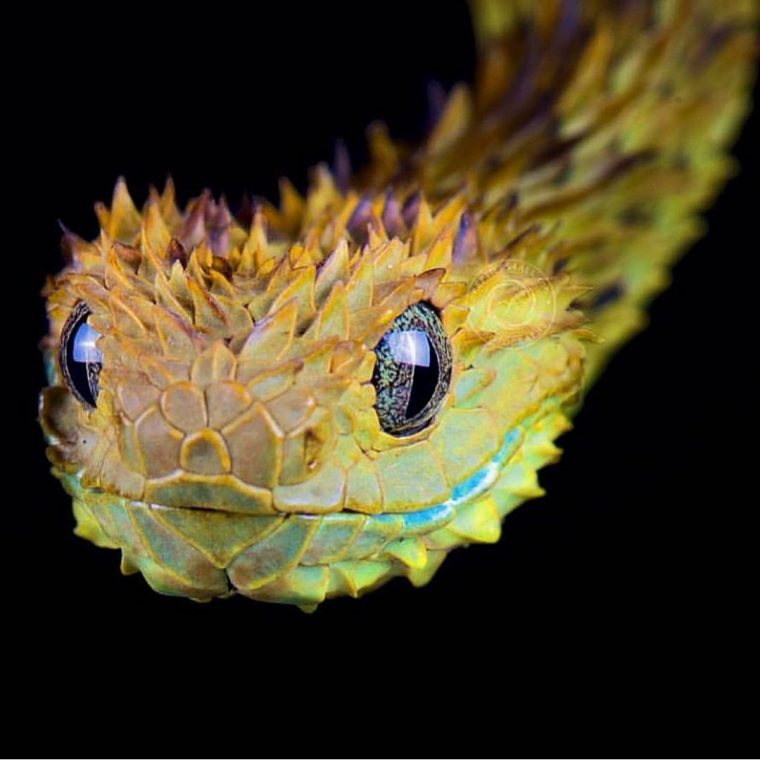 African Hairy Bush Viper (Atheris - It's A Magical World