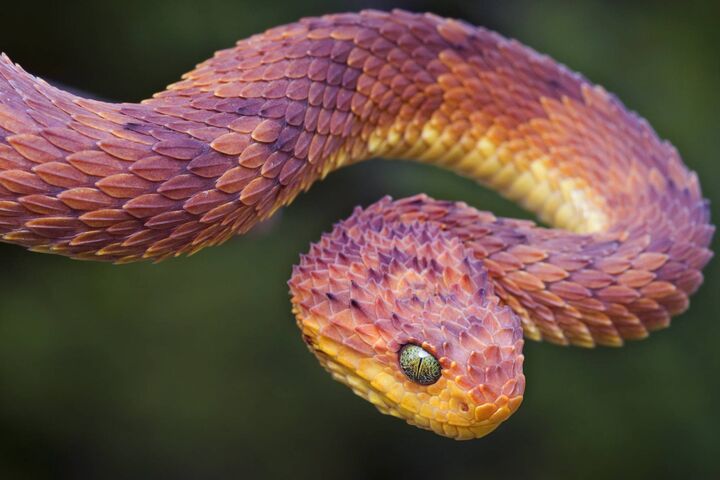 bush viper