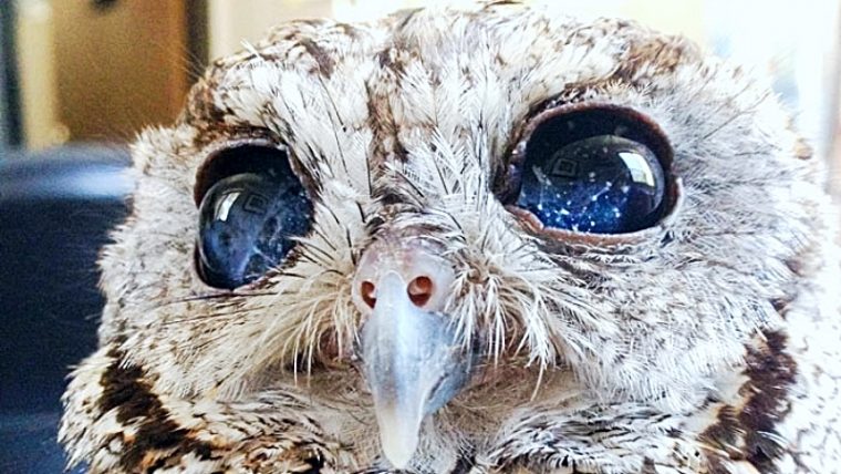 Zeus The Rescued Blind Owl Has Stunning Galaxies In His Eyes - Featured image
