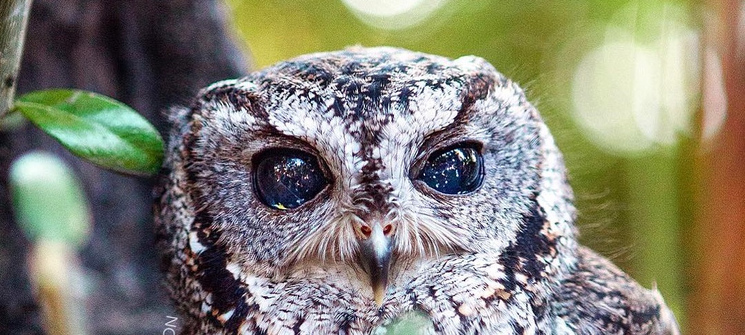 zeus the owl