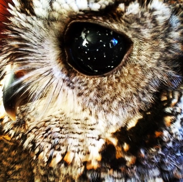 zeus the owl