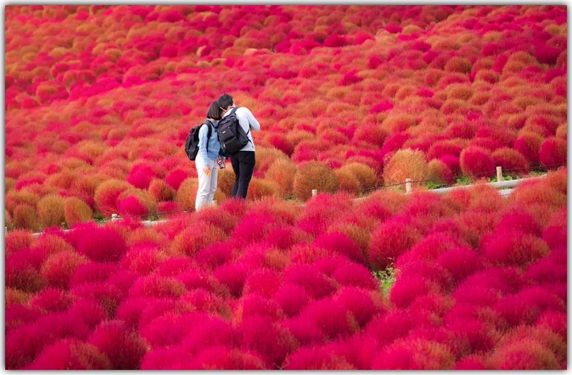 field of red plants