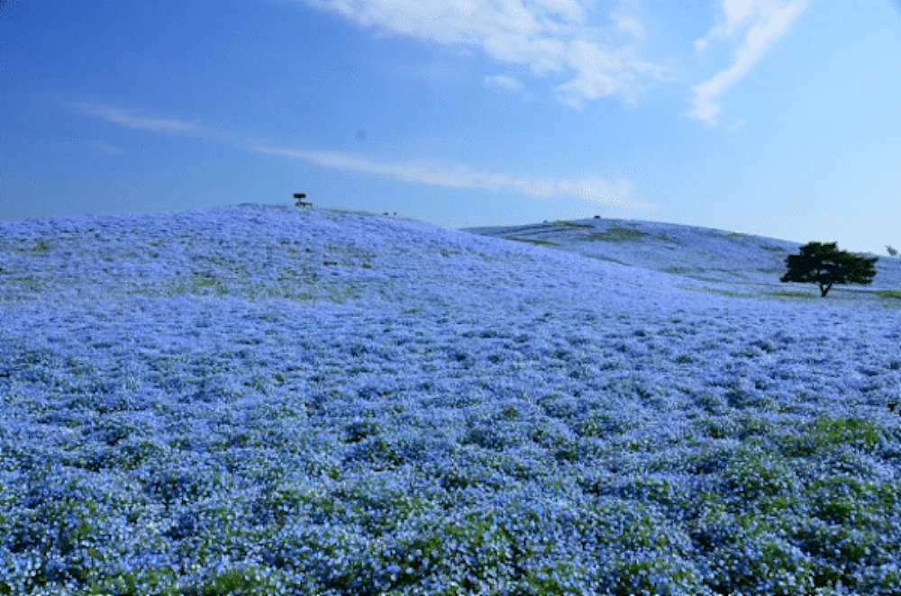 field of blue flowers