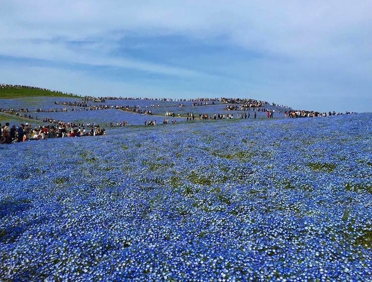 field of blue flowers