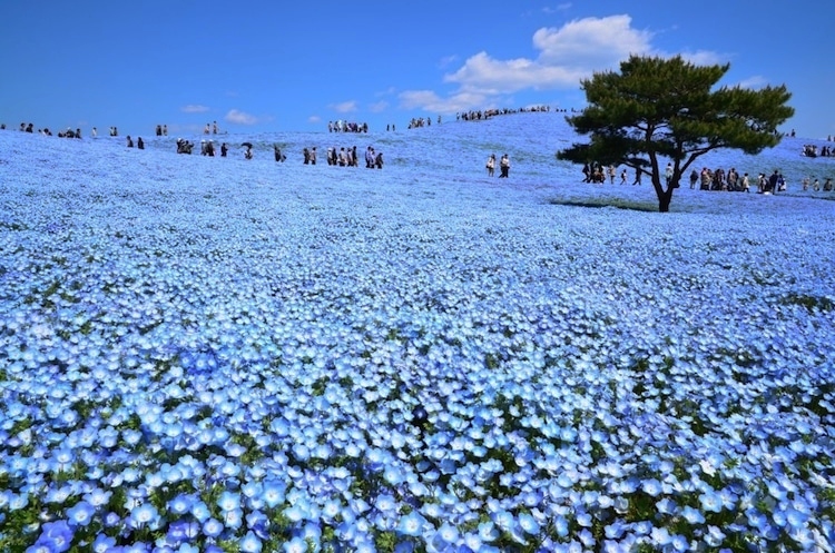 field of blue flowers