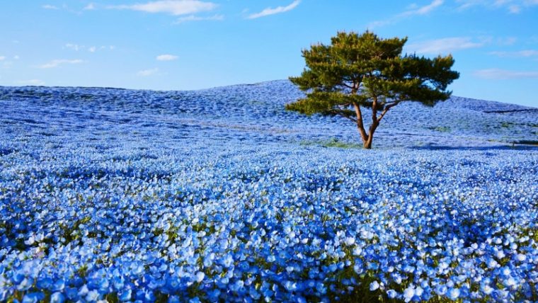 Nearly 5 Million Blue Flowers Bloom Across Japanese Field, Resembling A Fairy Tale - Featured image