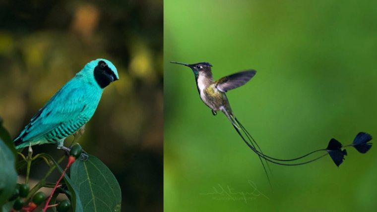 Photographer Visited Peru And Here Are 15 Rare And Beautiful Birds He Found - Featured image