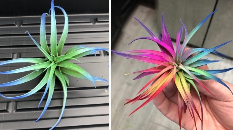 These Rainbow Air Plants Remove Volatile Organic Compounds ...