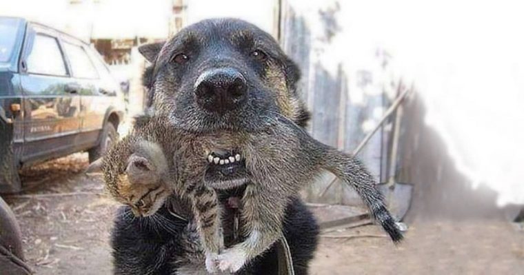 dog who saved a kitten