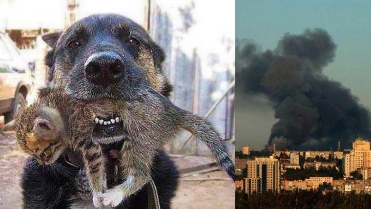 Hero Dog Rushed Through a Burning House to Rescue His Tiny Kitten Friend - Featured image