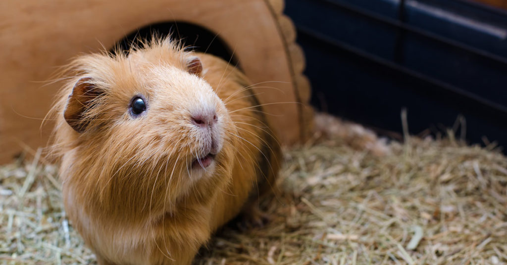 Switzerland Makes It Illegal To Own Just One Guinea Pig Because They Get Lonely - Featured image