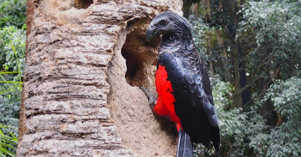 The Dracula Parrot Is Scary And Beautiful All At Once - Featured image