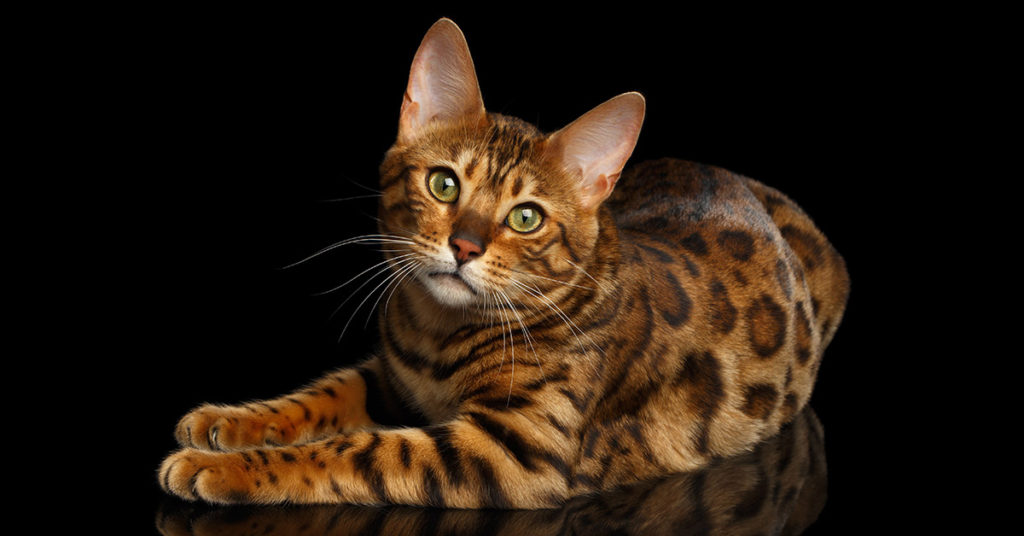 Meet Thor, The Most Beautiful Bengal Cat In The World! - Featured image