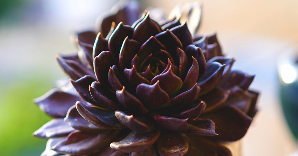 You Can Get Black Succulents And I Think I’m In Love - Featured image
