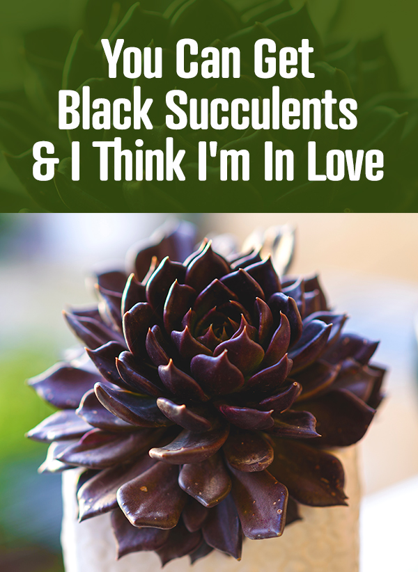 black succulents