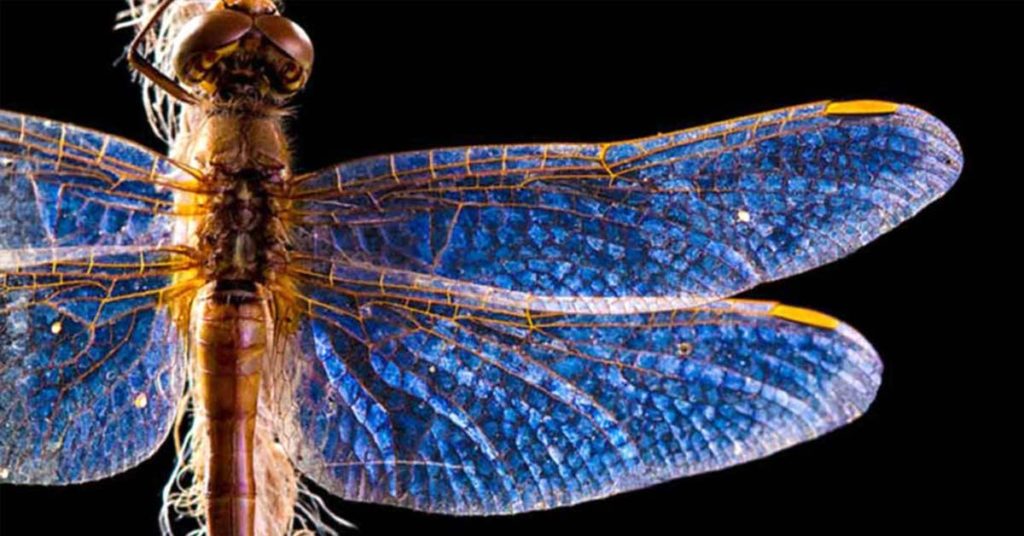 Dragonflies Carry A Deep And Significant Meaning: Do You See Them Often? - Featured image