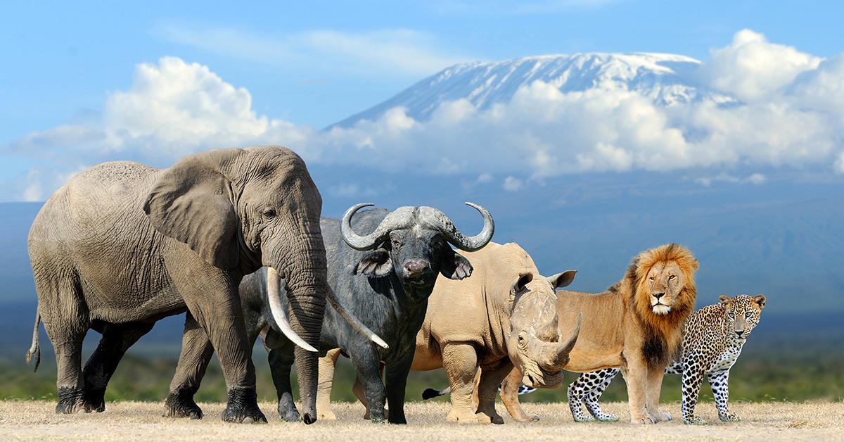 various african animals side by side in a feild. Animals include a lion, rhino, african buffalo, and elephant