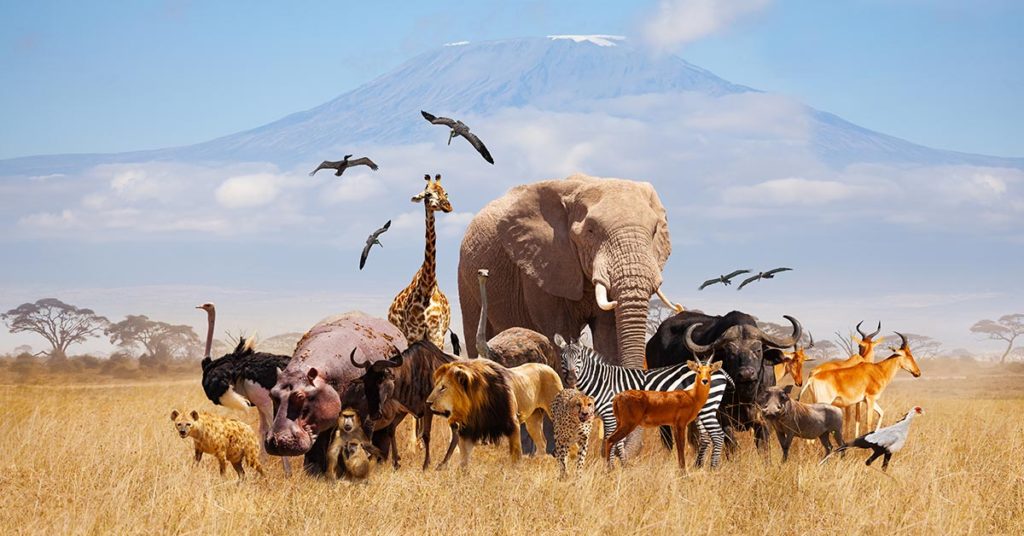 The Animal You See First Reveals Your Anger Trigger - Featured image