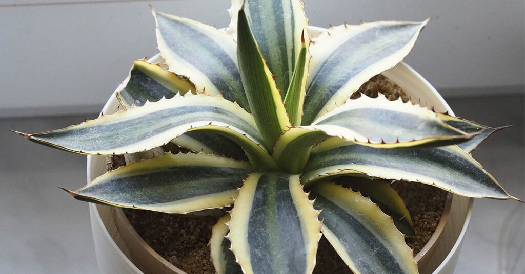 An expert warns these two house plants are giving your space bad vibes - Featured image
