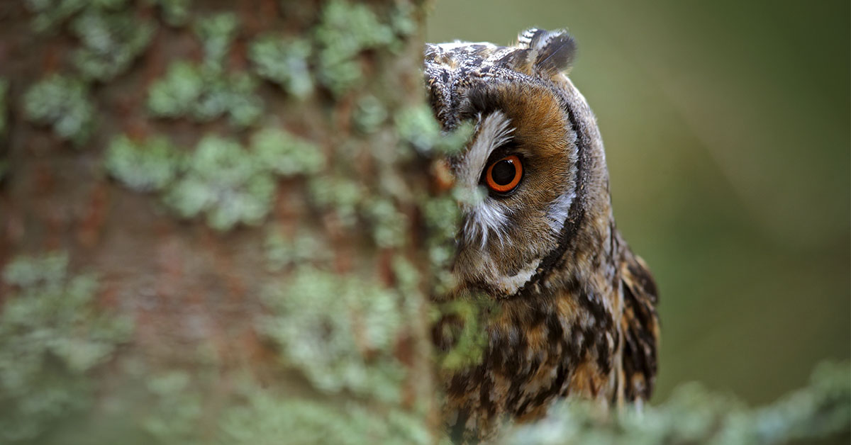 owl peeking out from behind a tree trunk