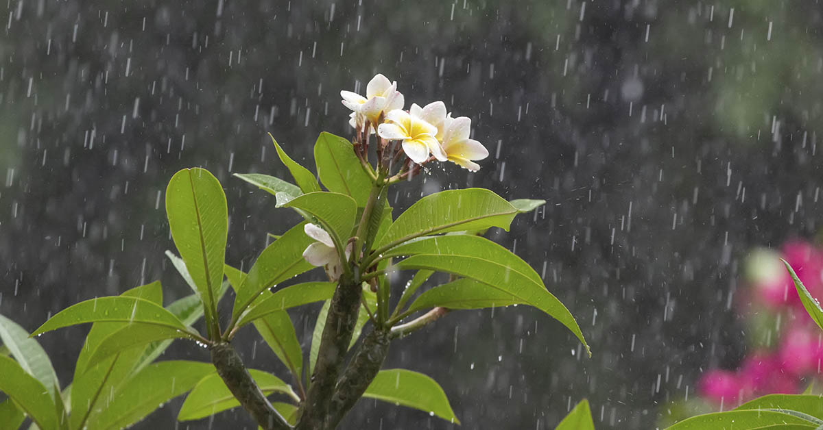 flowering plant in the rain