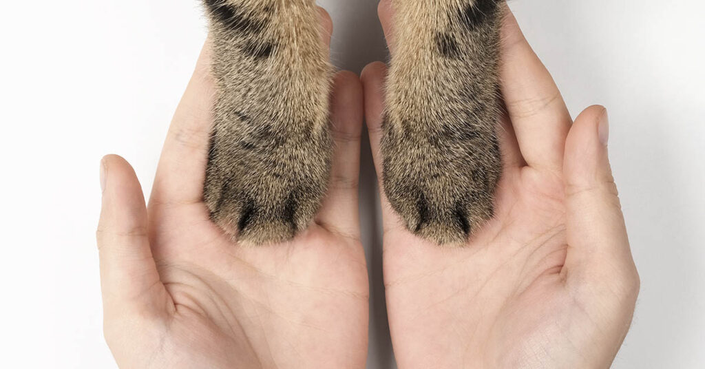 Animal Found By Police Has Worst Case Of Matted Fur - Featured image