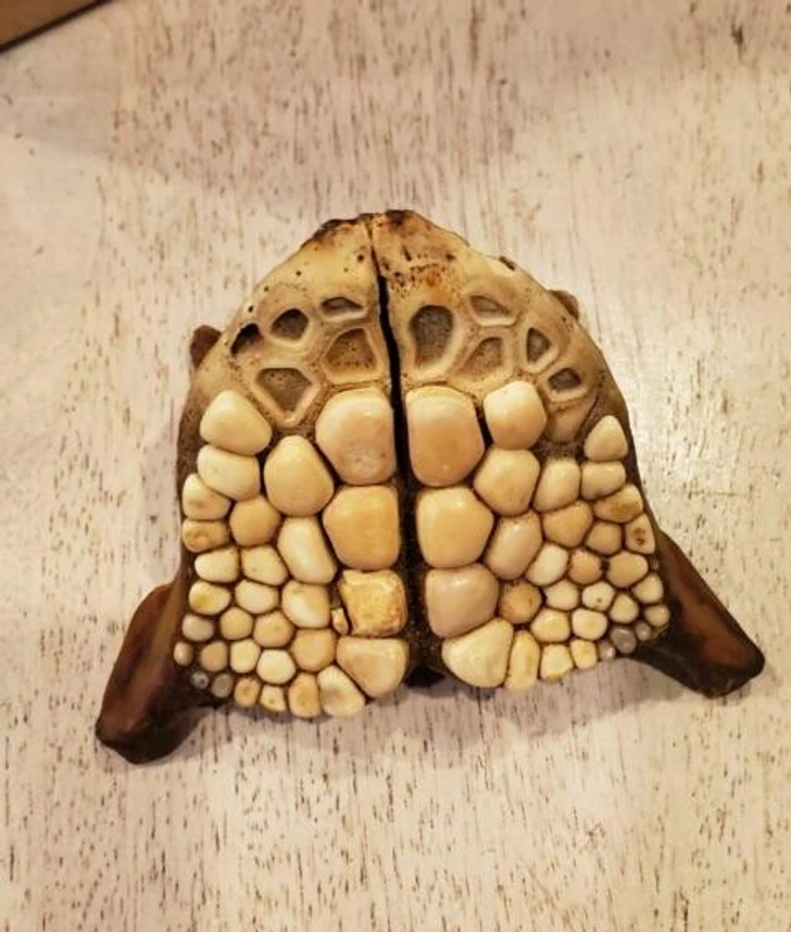 Weird turtle shell