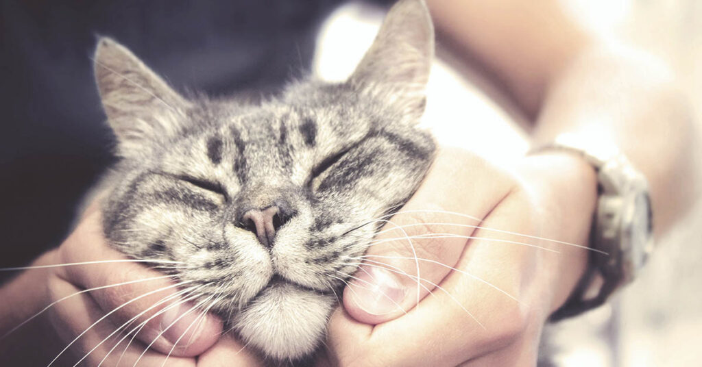 The Cat Cuddler: An Ultimate Dream Job For Cat Lovers - Featured image
