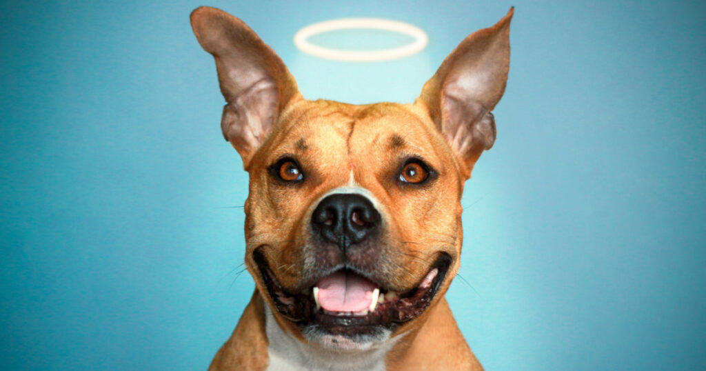 portrait of American Staffordshire Terrier on isolated blue background. The dog in the form of an angel with a Golden halo over his head. Dog angel
