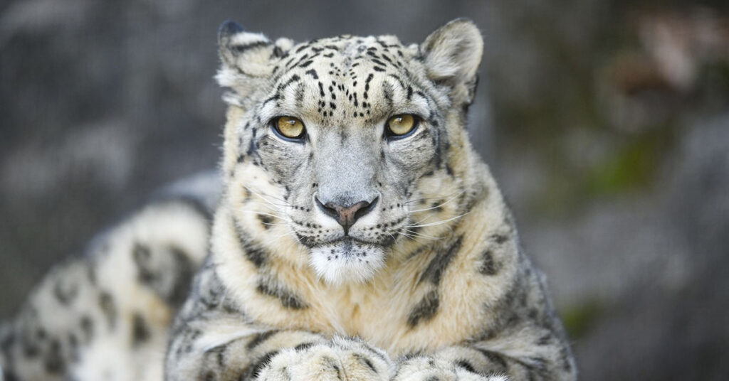 People Are Losing It Trying to Find the Snow Leopard in this Image - Featured image
