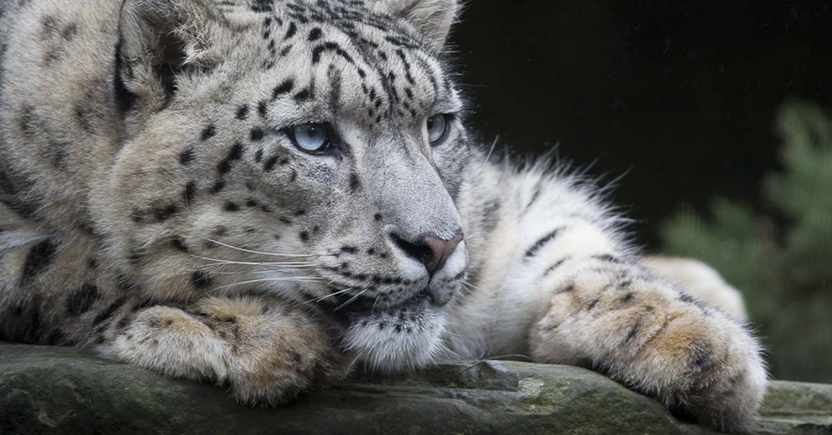 close up of white leopard