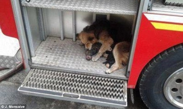 The heroic dog cuddling her rescued pups.